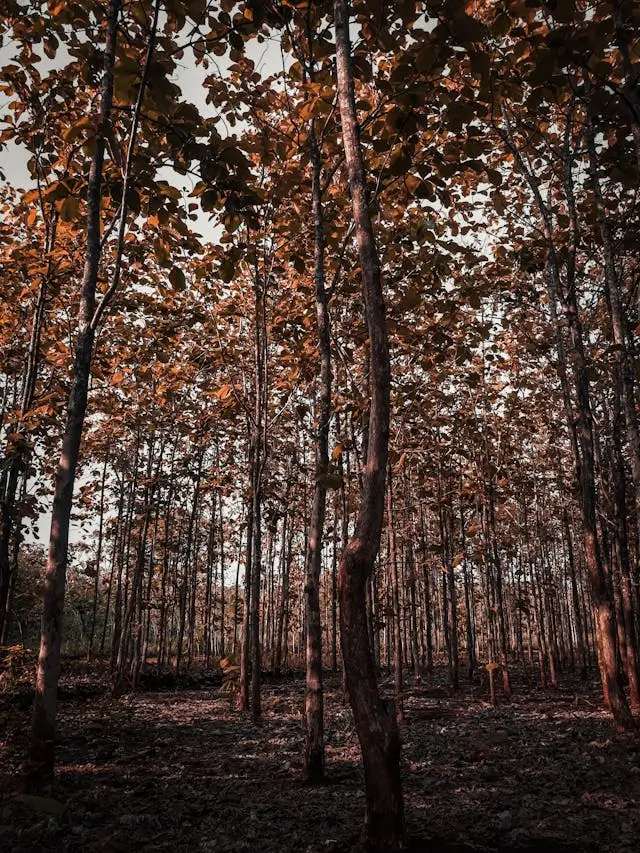 teak tree