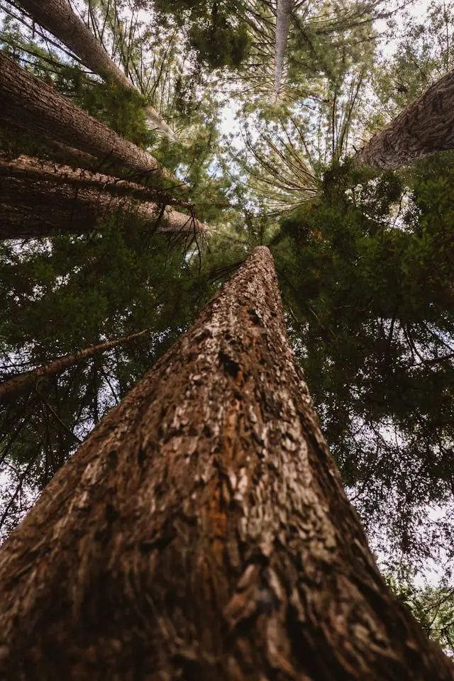 redwood tree